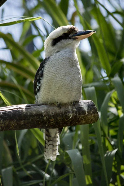 Um kookaburra rindo — Fotografia de Stock