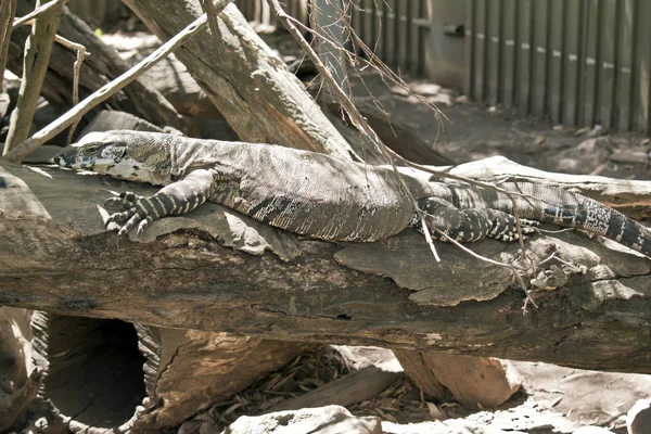 A juvenile lace monitor lizard — Stock Photo, Image