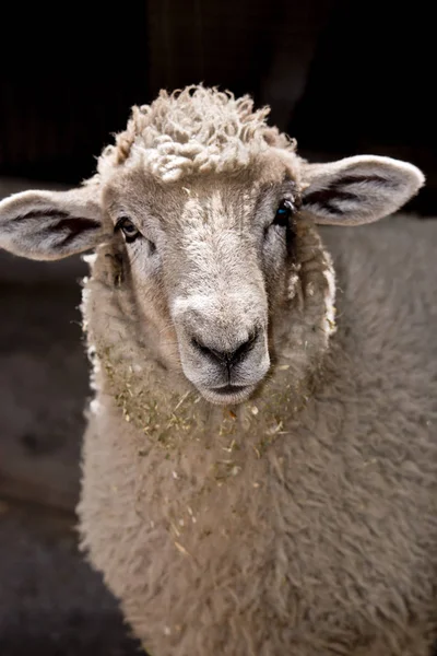 Ein junges Lamm — Stockfoto