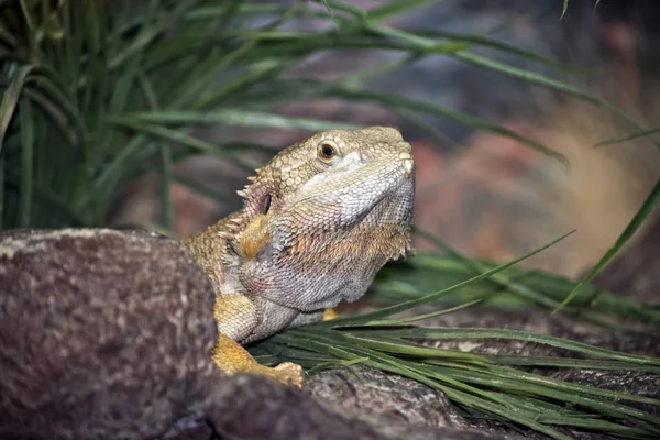 Una lucertola drago barbuto — Foto Stock