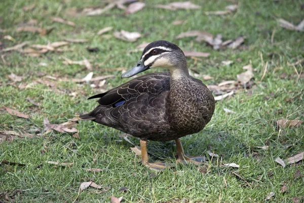 Pacific Black Duck — Stock fotografie