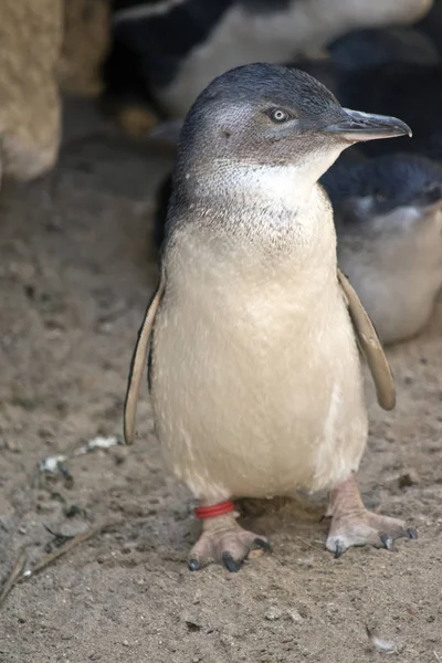 Um pinguim de fadas em terra — Fotografia de Stock