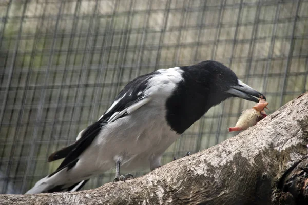 Piený řezník — Stock fotografie