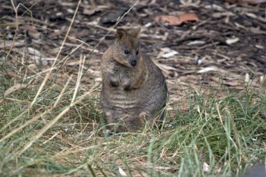 Quokka