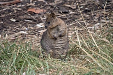 Quokka