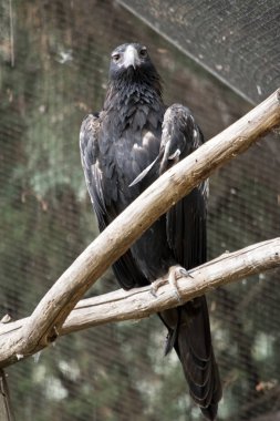 kama kuyruğu kartal