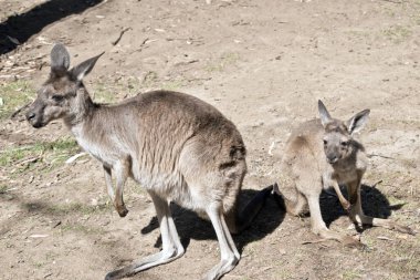 Batı gri kanguru ve onu Joey