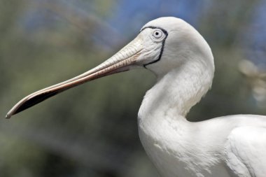 Bu ayellow Spoonbil yakın bir