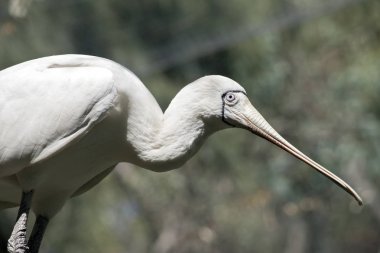 sarı kaşıkçı uzun boylu bir kuş