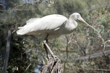 sarı kaşıkçı uzun boylu bir kuş