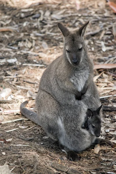 Un wallaby de cuello rojo con Joey — Foto de Stock