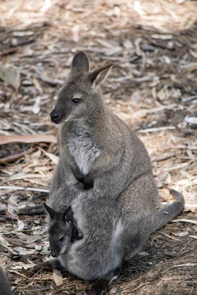 Um wallaby pescoço vermelho com joey — Fotografia de Stock