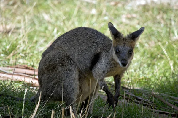 Bataklık Wallaby bir alanda — Stok fotoğraf