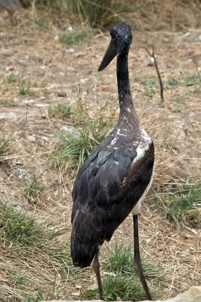 Giovane cicogna nera — Foto Stock