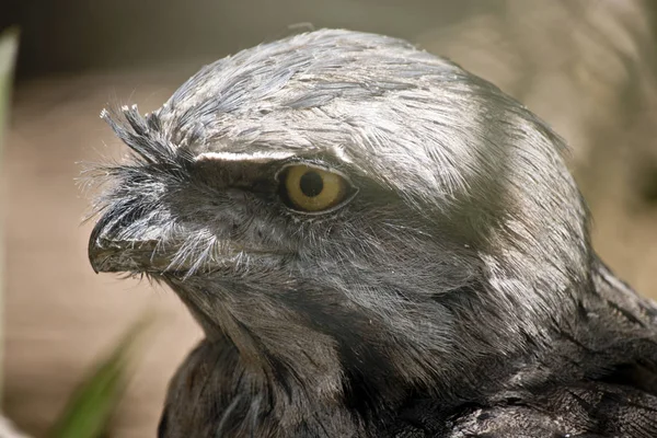 Een tawny kikkerbek — Stockfoto