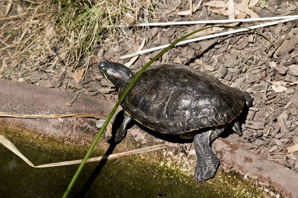 Sköld padda nära vatten — Stockfoto