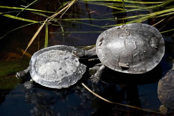 Twee schildpadden samen — Stockfoto