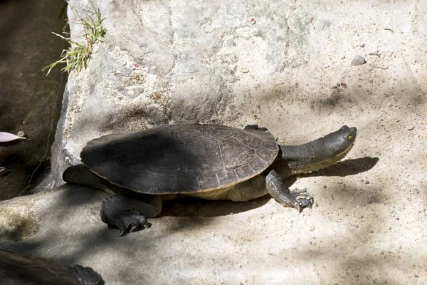 Esta es una tortuga grande — Foto de Stock