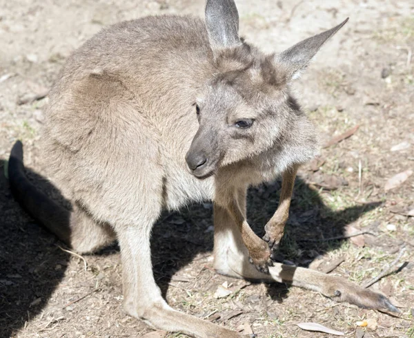 Joey westliches graues Känguru — Stockfoto
