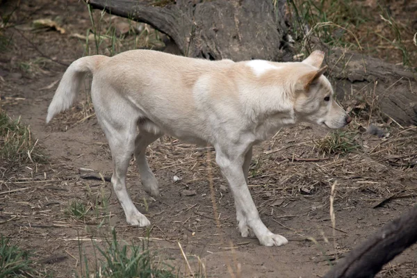 Ein weißer Dingo — Stockfoto