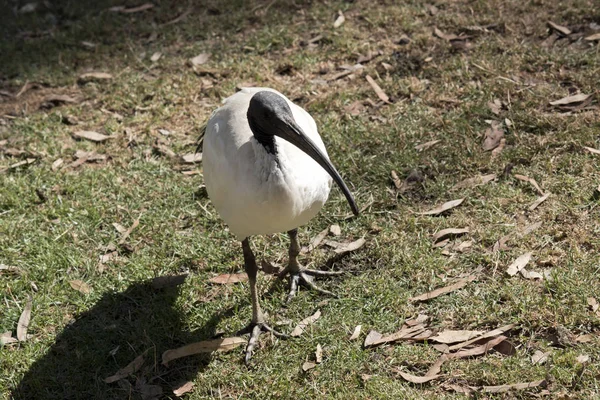 Witte ibis — Stockfoto