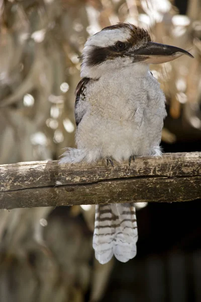 Roześmiany kookaburra — Zdjęcie stockowe