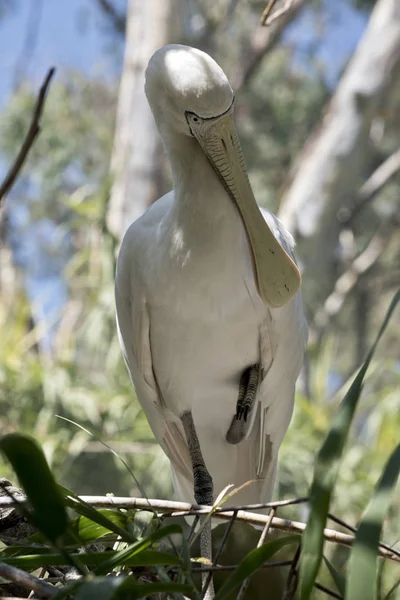 Der Gelbe Löffler ist ein großer Vogel — Stockfoto