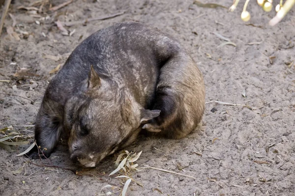 A common wombat scratching — Stock Photo, Image