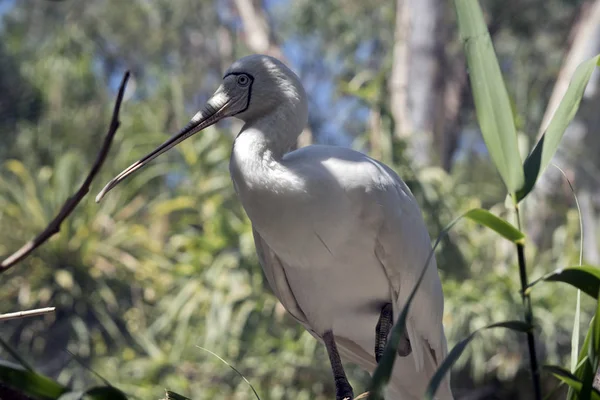 La espátula amarilla es un pájaro alto —  Fotos de Stock