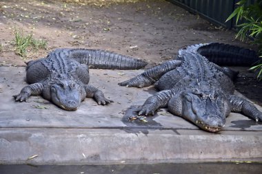 iki Amerikan timsahları