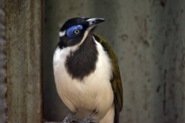 Mavi yüzlü honeyeater