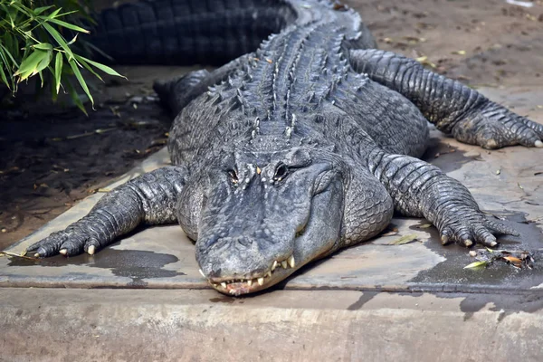 Ein amerikanischer Alligator — Stockfoto