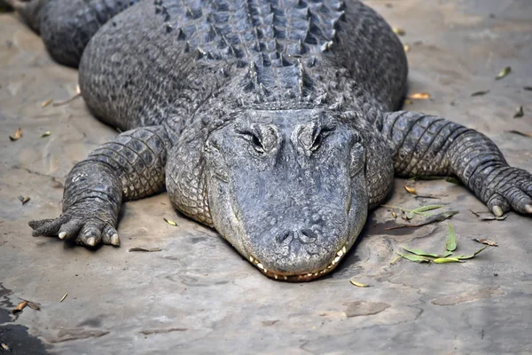 Un alligator américain — Photo