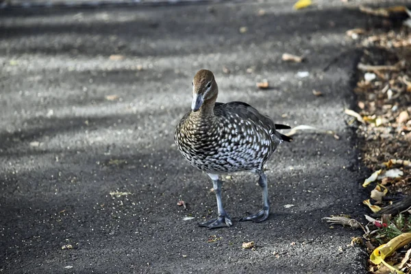 Pato de melena australiano — Foto de Stock