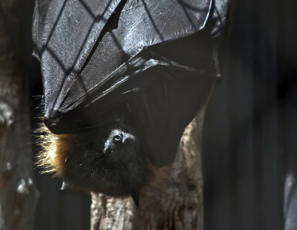 a fruit bat