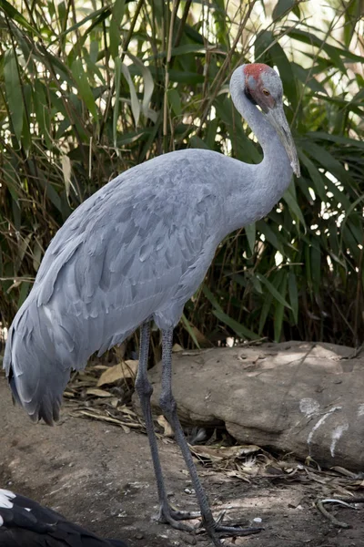 Um brolga alto — Fotografia de Stock