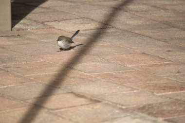 Bu mükemmel bir peri çit kuşu bir yan görünümüdür