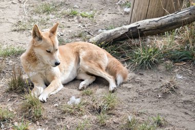 altın dingo dinleniyor