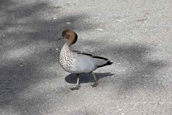 This is a male Australian wood duck — Stock Photo, Image