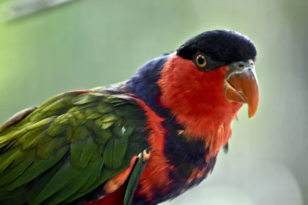 En svart utjämnade Lory — Stockfoto