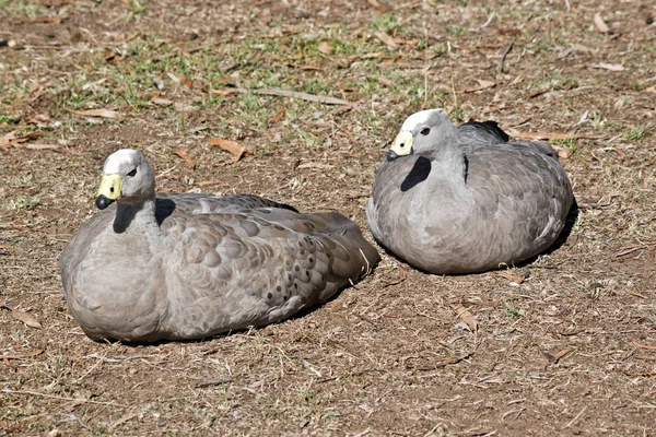 Two Cape Barren Geese — Stock Photo, Image