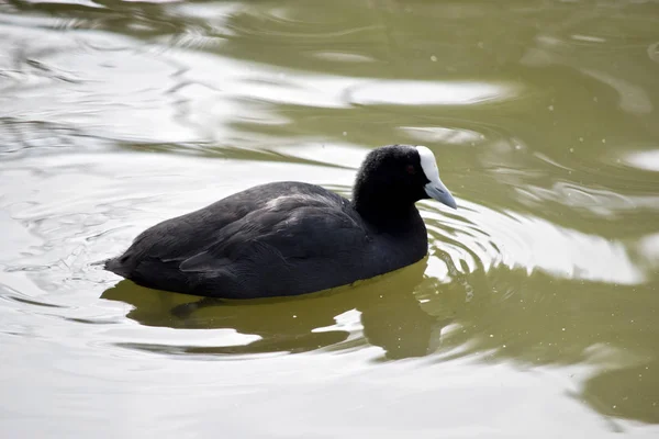 Ein eurasischer Blässhuhn — Stockfoto