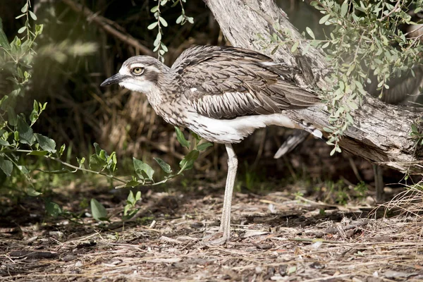 Bush kamień Curlew stoi nadal — Zdjęcie stockowe