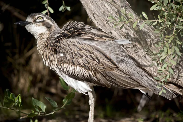 Side view of a bush stone curlew — Stock Photo, Image