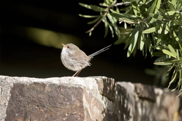 Esta é uma vista lateral de uma soberba fada wren — Fotografia de Stock