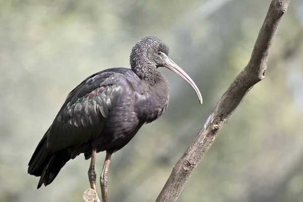 This is a glossy ibis — Stock Photo, Image