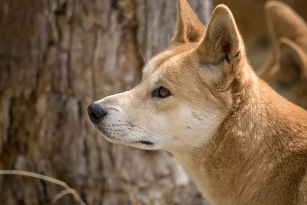 Detta är en sidovy av en gyllene dingo — Stockfoto