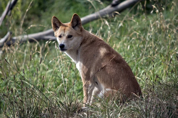 Altın dingo dinleniyor — Stok fotoğraf