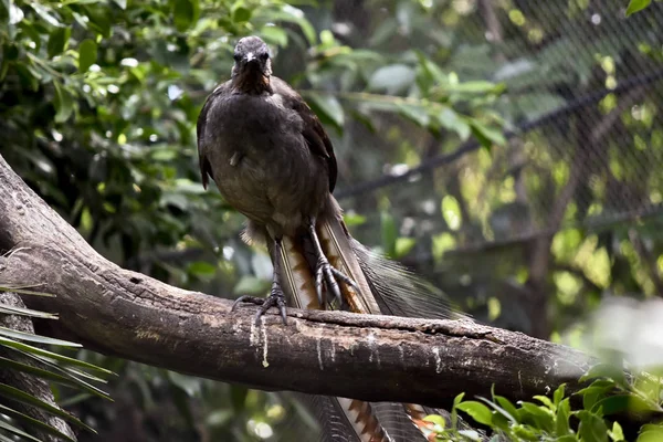 Un lyre oiseau sur une branche — Photo