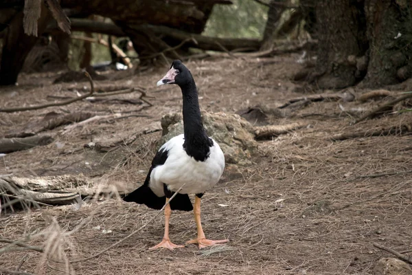 De Magpie Goose kijkt rond — Stockfoto